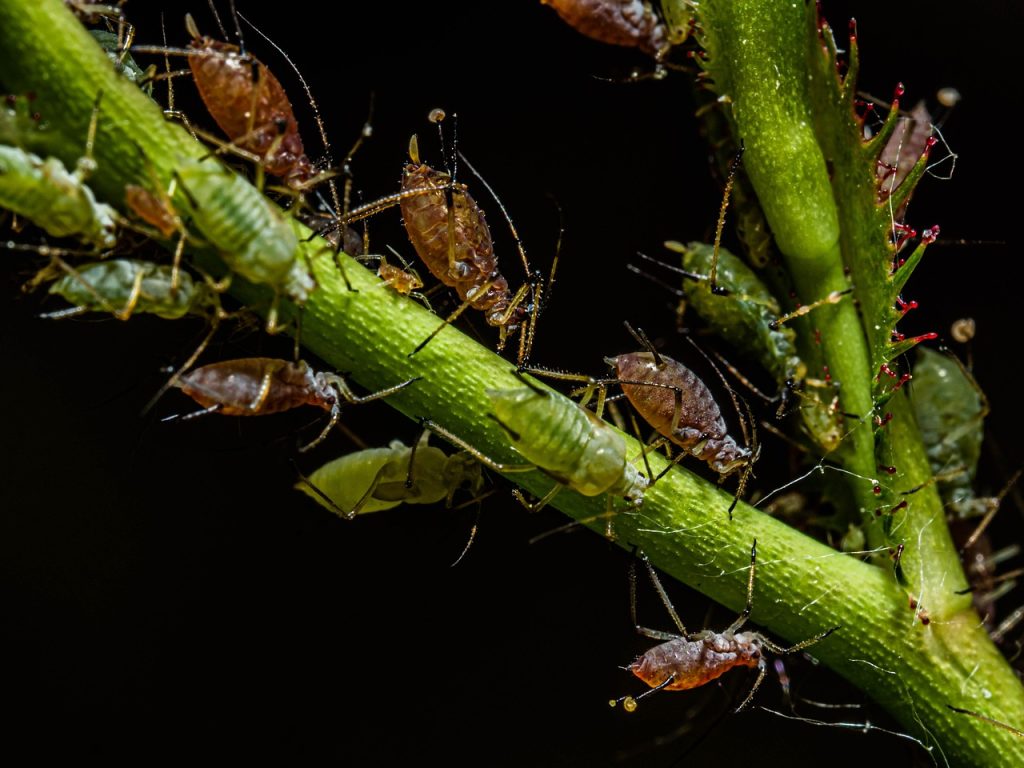 découvrez tout sur les pucerons : ces petits insectes nuisibles qui affectent de nombreuses plantes. apprenez à les identifier, comprendre leur cycle de vie et les méthodes efficaces pour les contrôler et protéger votre jardin.