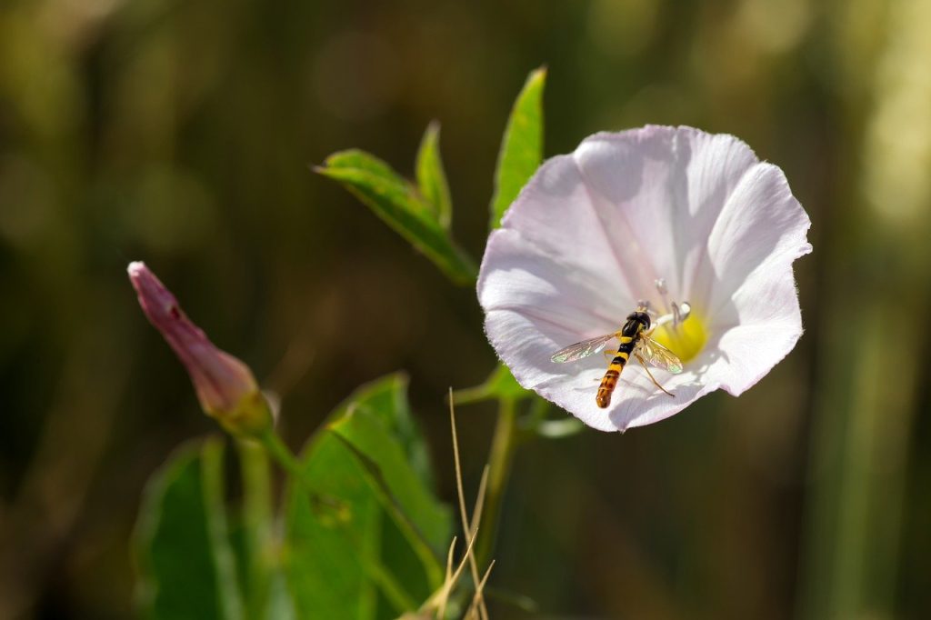 découvrez le liseron, une plante grimpante souvent considérée comme une mauvaise herbe. explorez ses caractéristiques, son habitat, ainsi que des conseils pour la gérer dans votre jardin tout en respectant la biodiversité.
