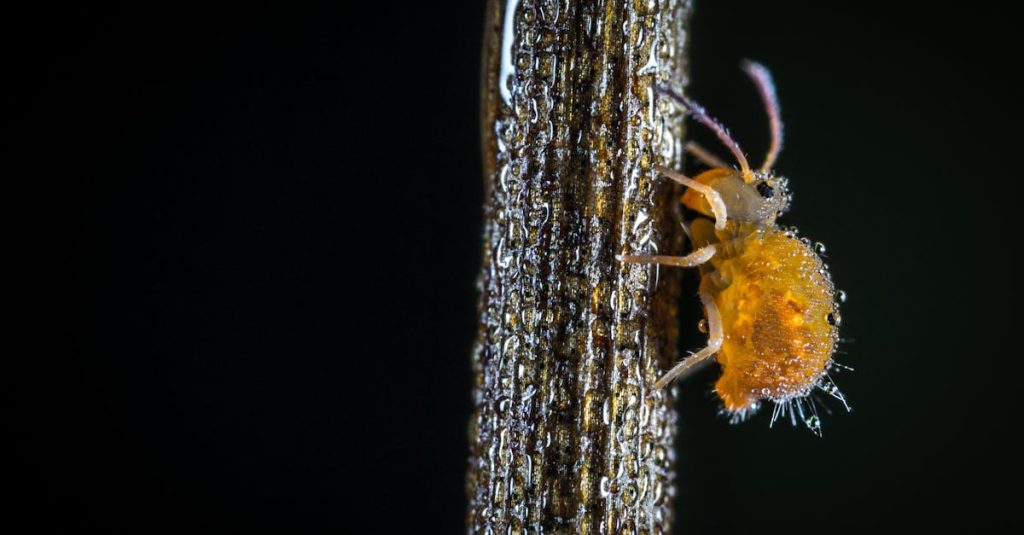 découvrez tout sur les pucerons, ces petits insectes nuisibles qui peuvent affecter vos plantes. apprenez à les identifier, comprendre leur cycle de vie et trouvez des astuces pour les contrôler naturellement. protégez votre jardin efficacement!