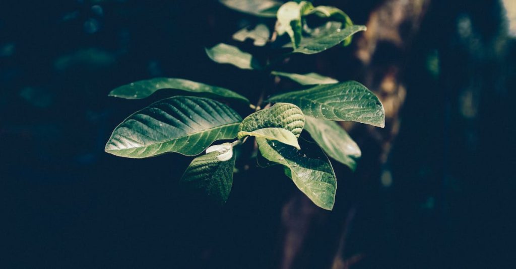 découvrez l'importance de la vitamine d pour votre santé ! apprenez comment cette vitamine essentielle contribue à renforcer votre système immunitaire, à maintenir des os en bonne santé et à améliorer votre bien-être général. informez-vous sur les sources naturelles de vitamine d et les recommandations pour un apport suffisant.