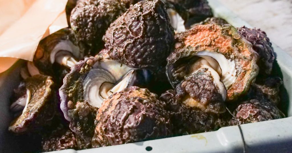 découvrez comment réutiliser les coquilles d'huîtres de manière créative et durable. transformez ces déchets maritimes en éléments décoratifs, engrais naturels ou même en matériaux de construction écologiques pour un impact positif sur l'environnement.