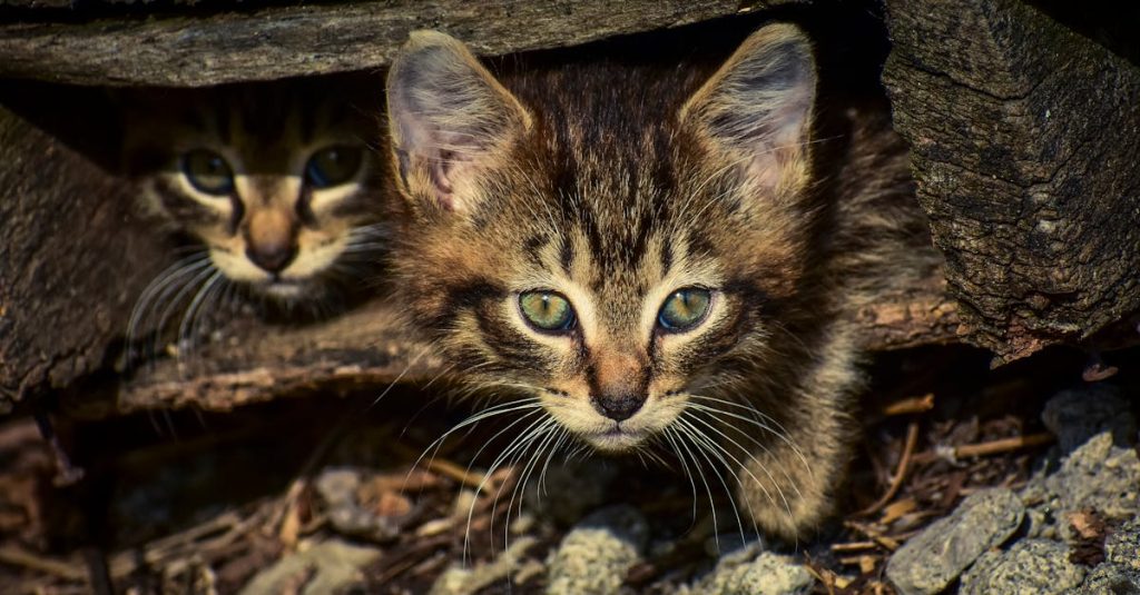 découvrez notre refuge pour chats, un havre de paix où vos félins trouvés un environnement chaleureux et sécurisé. adoptez un compagnon à quatre pattes et offrez-lui une seconde chance dans la vie.
