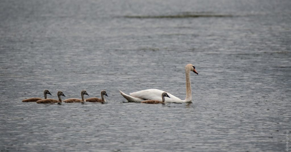 découvrez nos solutions innovantes pour la protection de l'eau, essentielles à la préservation des oiseaux et de leur habitat. apprenez comment vous pouvez contribuer à la sauvegarde des espèces aviaires tout en préservant la qualité de nos ressources en eau.