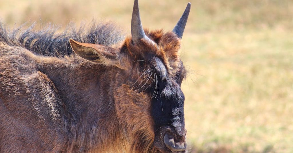 découvrez l'importance de la préservation de notre environnement et des ressources naturelles. explorez des stratégies efficaces pour protéger la biodiversité et promouvoir un développement durable qui respecte notre planète.