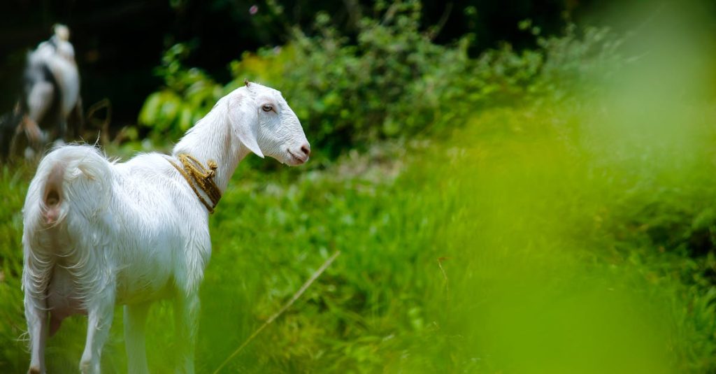 découvrez l'univers fascinant du goût : explorez les différentes saveurs, leurs origines, et la manière dont elles influencent notre cuisine et nos habitudes alimentaires. apprenez à mieux apprécier chaque bouchée à travers des conseils et astuces sur la dégustation.