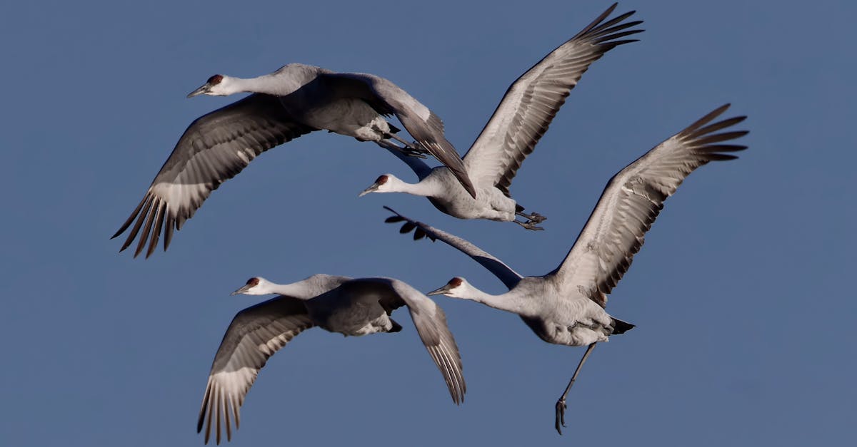 découvrez l'univers fascinant des cranes volants, ces insectes délicats et mystérieux. apprenez-en plus sur leur habitat, leur comportement et leur rôle dans l'écosystème. explorez les diverses espèces de cranes volants et leurs caractéristiques uniques.