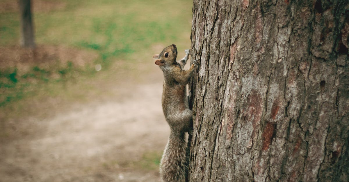 découvrez l'ail des ours, une plante sauvage délicieuse et aromatique. apprenez à l'identifier, à la cueillir et à l'utiliser dans vos recettes pour ajouter une touche de saveur printanière à vos plats.