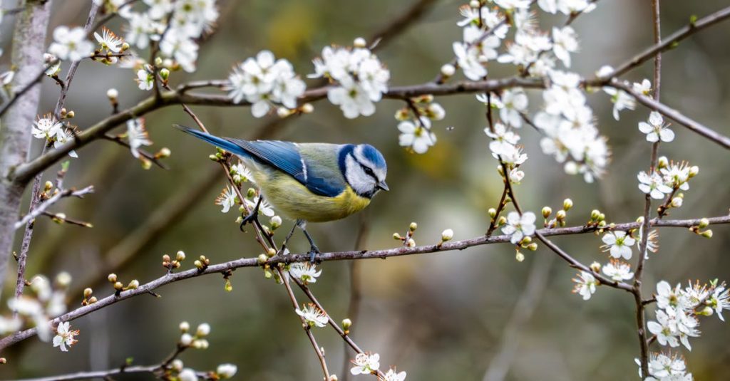 découvrez la beauté captivante du printemps avec notre article sur l'épanouissement des fleurs. plongez dans les couleurs vibrantes et les parfums envoûtants qui annoncent le renouveau de la nature.
