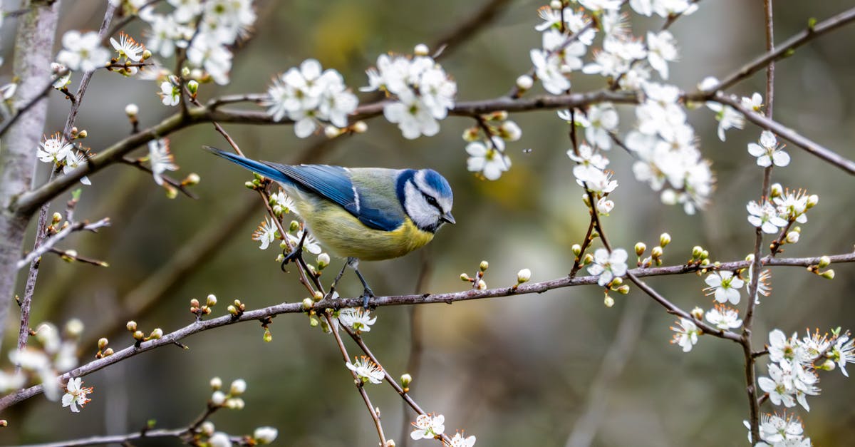 découvrez la beauté captivante du printemps avec notre article sur l'épanouissement des fleurs. plongez dans les couleurs vibrantes et les parfums envoûtants qui annoncent le renouveau de la nature.