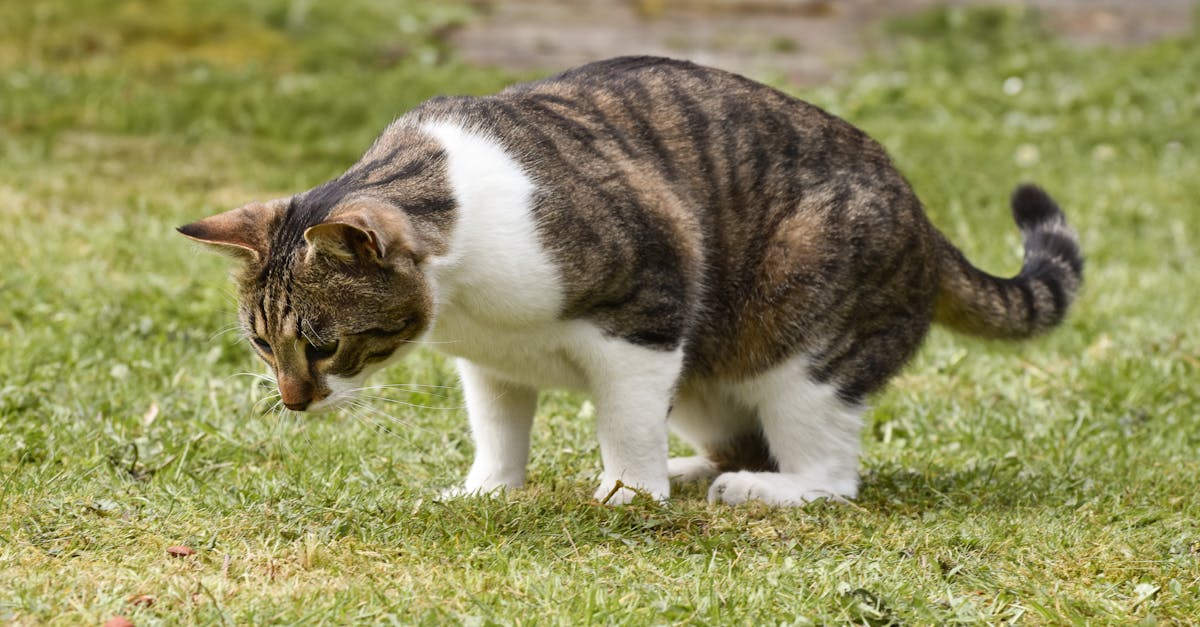 découvrez les comportements fascinants des chats, apprenez à interpréter leurs gestes et vocalisations pour mieux comprendre votre compagnon félin. conseils pratiques pour améliorer votre relation avec votre chat et enrichir son bien-être.
