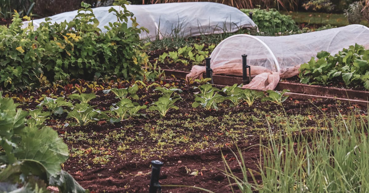 découvrez l'art de la plantation compagne, une méthode naturelle qui favorise la croissance des plantes en les associant judicieusement. apprenez comment maximiser votre jardin en utilisant des techniques de cultures complémentaires pour améliorer la santé des sols, repousser les nuisibles et augmenter les rendements. plantez intelligemment pour récolter le meilleur de votre potager!