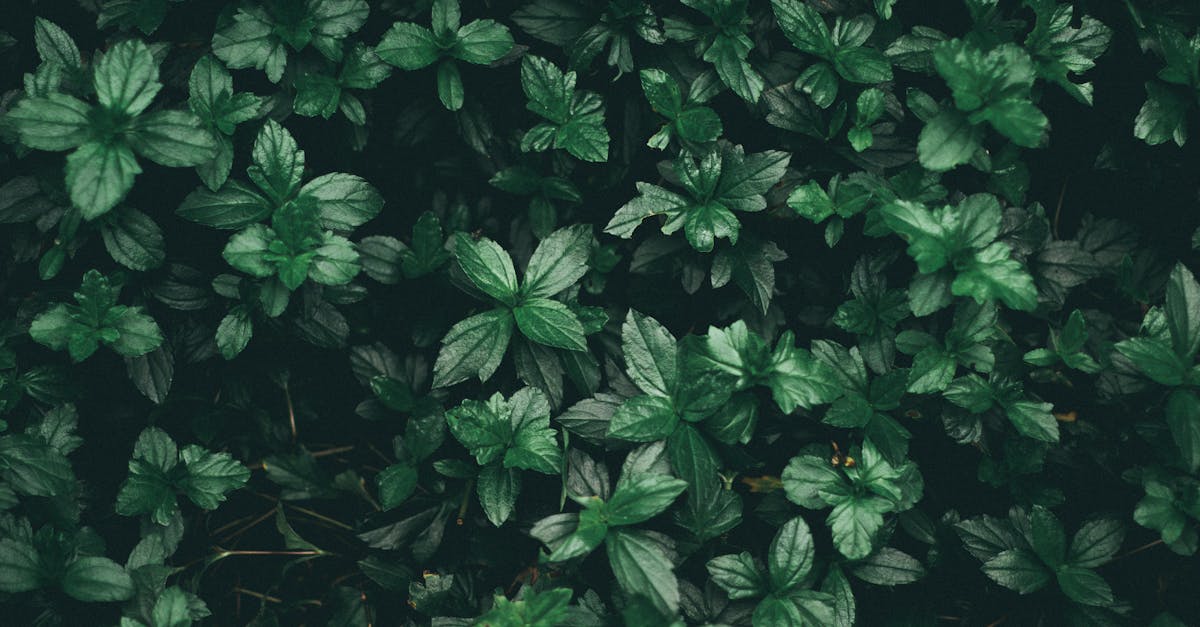 découvrez notre vaste sélection de plantes pour embellir votre intérieur et extérieur. que vous soyez novice ou expert, nous avons des options adaptées à tous les goûts et besoins. plantes d'intérieur, d'extérieur, succulentes et bien plus encore vous attendent pour apporter verdure et bien-être à votre espace.