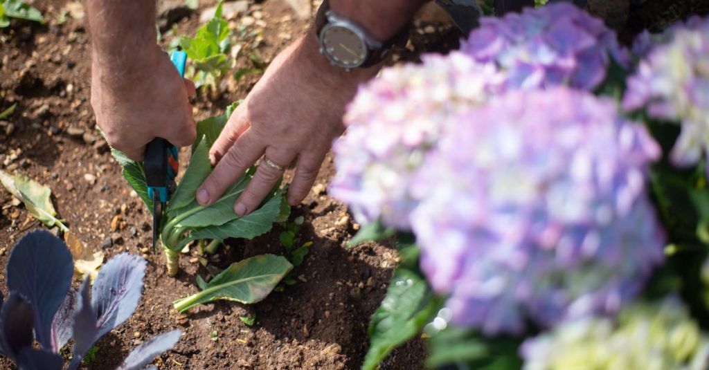 découvrez l'art de la taille des plantes avec nos conseils pratiques sur la taille. apprenez à améliorer la santé de vos jardins et à favoriser la floraison grâce à des techniques simples et efficaces.