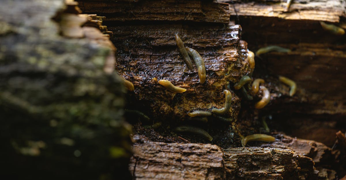 découvrez tout ce qu'il faut savoir sur les slugs : leurs caractéristiques, habitats, différences avec les limaces et leur rôle dans l'écosystème. plongez dans l'univers fascinant de ces mollusques terrestres.