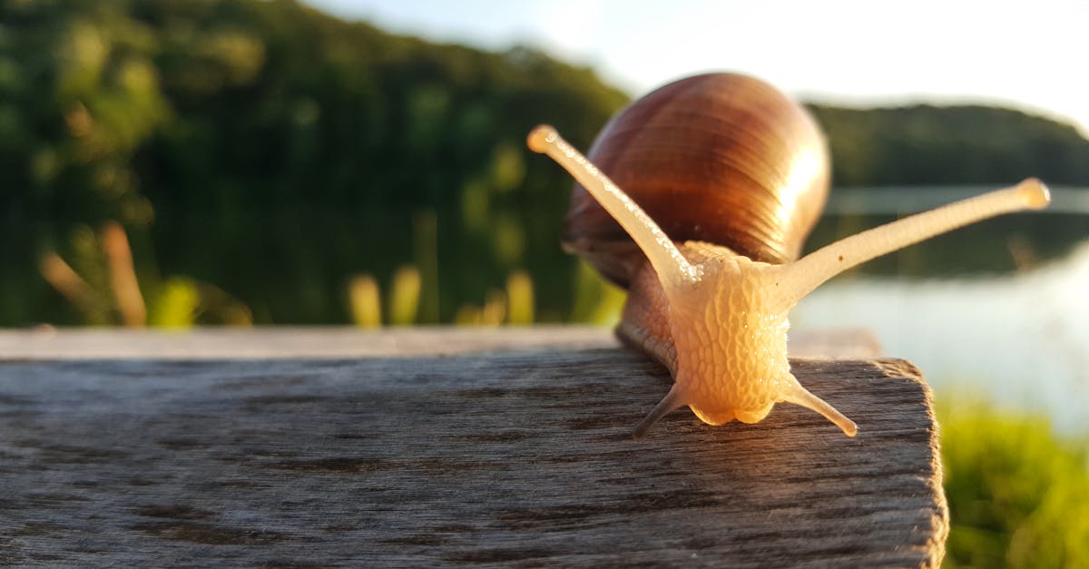 découvrez l'univers fascinant des escargots : des informations sur leur habitat, leur alimentation, leurs bienfaits et des recettes savoureuses pour les apprécier sous toutes leurs formes.