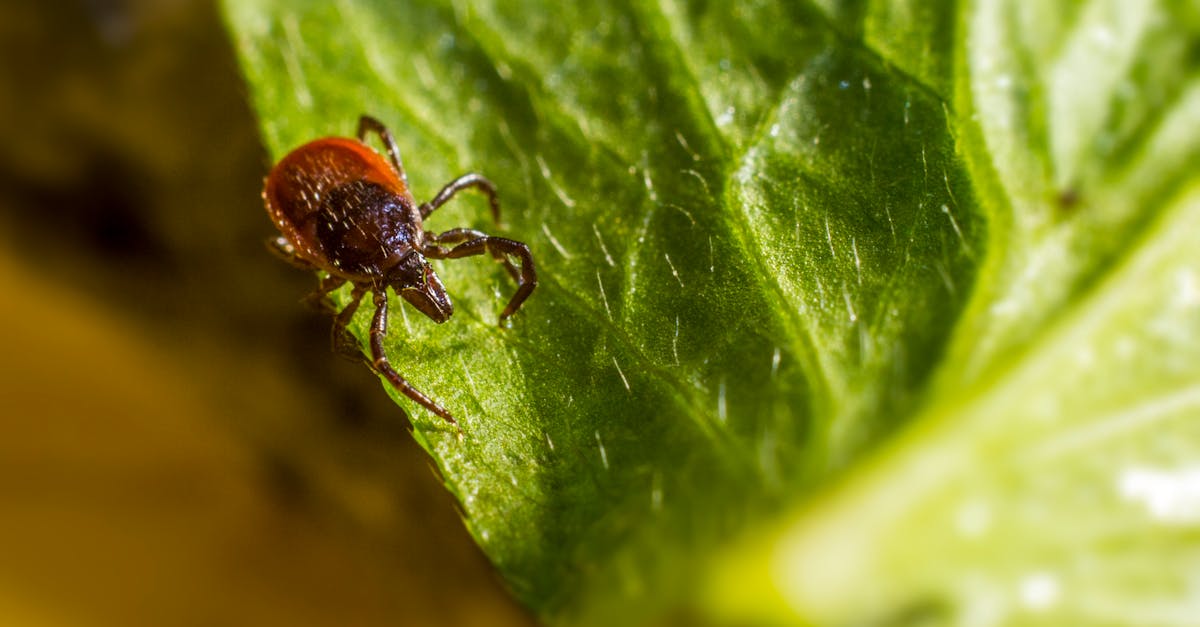 découvrez tout ce que vous devez savoir sur les tiques : leur habitat, les maladies qu'elles peuvent transmettre et les méthodes de prévention pour protéger votre santé et celle de vos animaux. informez-vous sur les meilleures pratiques pour éviter les morsures de tiques lors de vos activités en plein air.