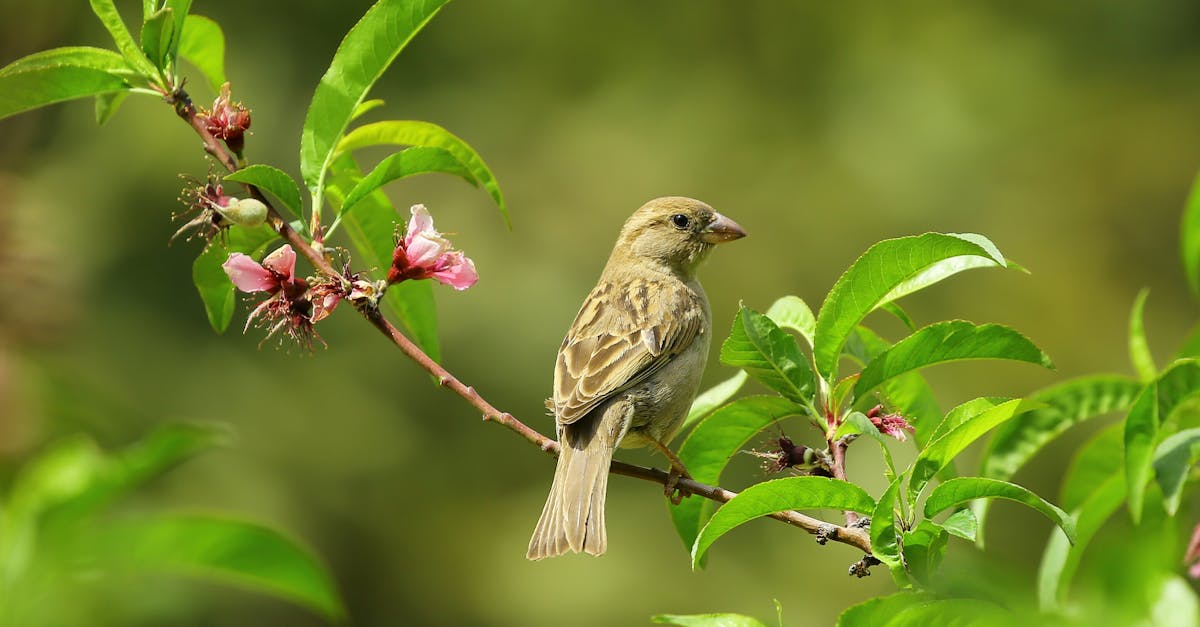 découvrez le monde fascinant des oiseaux avec notre guide complet. apprenez à les identifier, à comprendre leurs comportements et à apprécier leur beauté unique dans la nature.