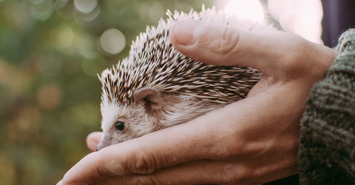 découvrez l'univers fascinant des hérissons : des conseils sur leur habitat, leur alimentation, et des informations sur leur comportement. apprenez à protéger ces adorables créatures tout en explorant leur rôle essentiel dans l'écosystème.
