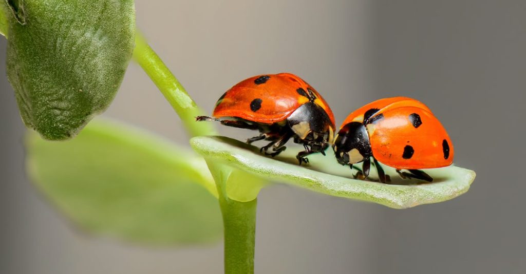 découvrez l'univers fascinant des coccinelles, ces adorables insectes aux couleurs vives. apprenez tout sur leur habitat, leur rôle dans l'écosystème et les différentes espèces qui enchantent nos jardins.