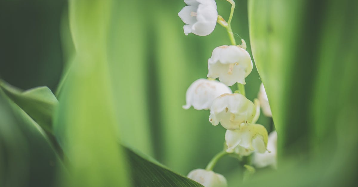 découvrez la beauté et la symbolique du muguet, une fleur délicate réputée pour son parfum envoûtant et sa signification de bonheur. explorez son histoire, ses traditions et ses bienfaits dans notre guide complet sur le muguet.