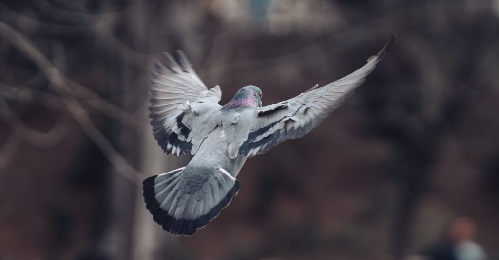 découvrez nos services professionnels de nettoyage pour l'élimination des déjections de pigeons. protégez votre environnement et vos biens des dommages causés par les excréments d'oiseaux grâce à nos solutions efficaces et sécurisées.