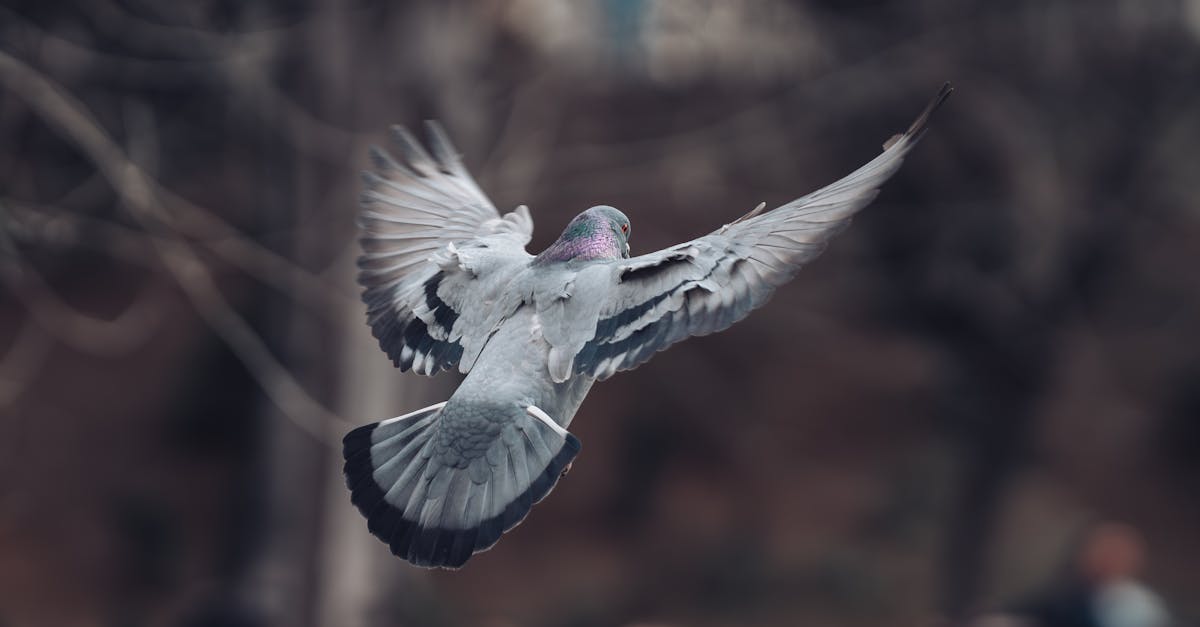 découvrez nos services professionnels de nettoyage pour l'élimination des déjections de pigeons. protégez votre environnement et vos biens des dommages causés par les excréments d'oiseaux grâce à nos solutions efficaces et sécurisées.