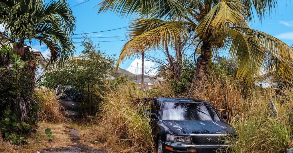 découvrez le monde fascinant des herbes indésirables : leur impact sur l'environnement, les méthodes de contrôle et de prévention, ainsi que des conseils pour un jardinage écoresponsable sans se laisser envahir.