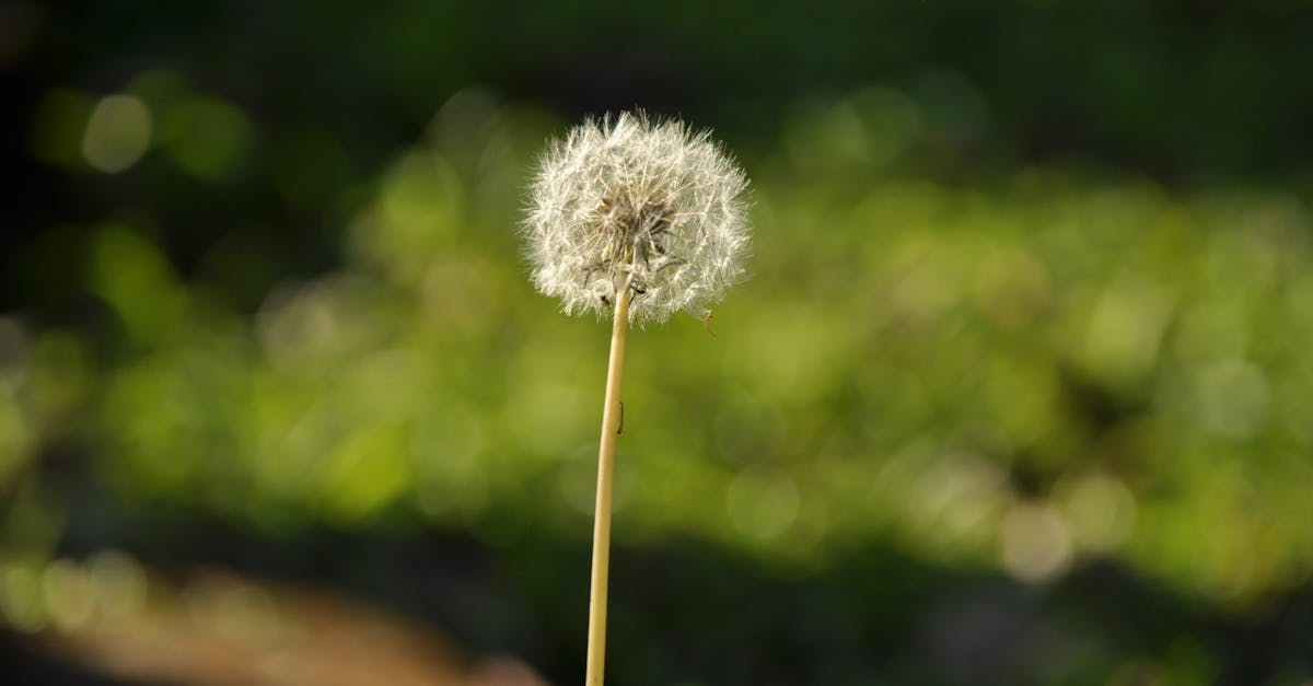 découvrez l'univers fascinant des mauvaises herbes, leur impact sur l'environnement, les méthodes de contrôle, et comment certaines d'entre elles peuvent être bénéfiques pour la biodiversité. apprenez à les identifier et à gérer leur croissance dans vos jardins.