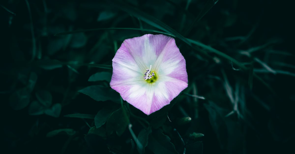 découvrez le liseron, une plante grimpante aux fleurs délicates, souvent considérée comme une herbe nuisible dans les jardins. apprenez à identifier cette plante, ses caractéristiques, ainsi que des conseils pour la contrôler et préserver la santé de vos espaces extérieurs.